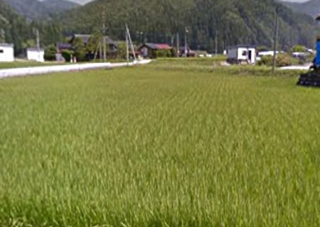 田んぼを埋め立て ビフォアー
